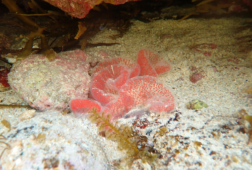 Campanile symbolicum