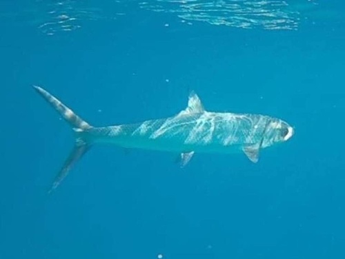 Milkfish