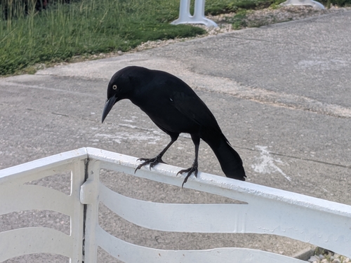 Greater Antillean Grackle