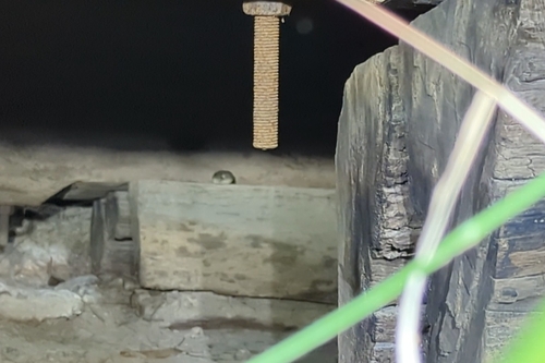 Coastal Carpet Python sighting