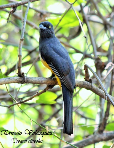 Citreoline Trogon