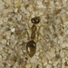 Brick Honeypot Ant - Photo (c) Alice Abela, all rights reserved