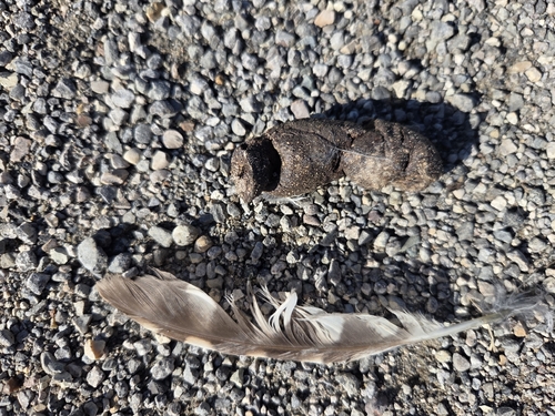 View observation of {o.common_name} on iNaturalist