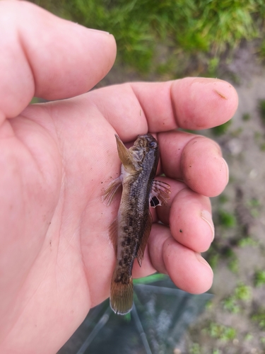 Round Goby