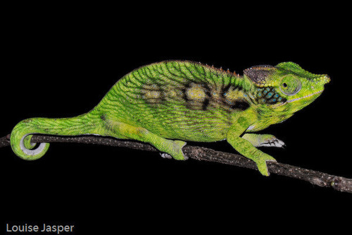 Antimena chameleon