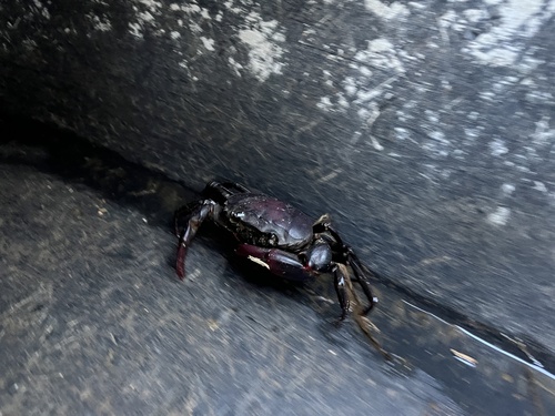 Bangkok Rice Paddy Crab