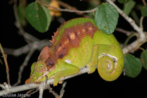 Antimena chameleon