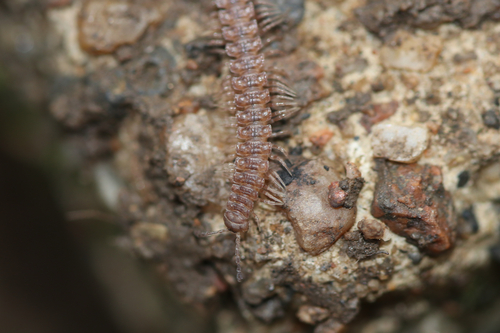 Polydesmus angustus Latzel, 1884