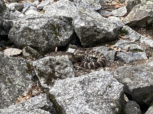 iNaturalist observation photo of Northern Pacific Rattlesnake