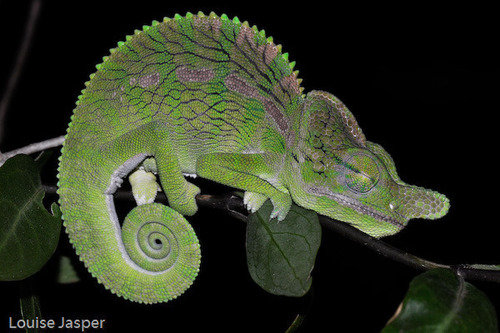 Labord's Chameleon