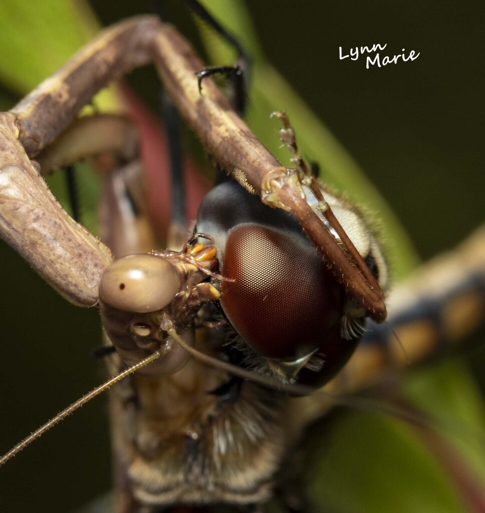Larger Florida Mantis from Volusia County, FL, USA on August 21, 2020 ...