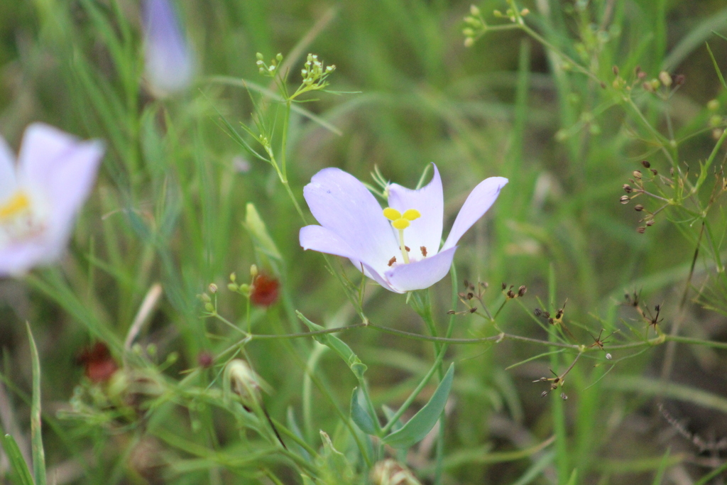 Eustoma grandiflorum