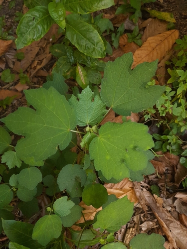 Caesar weed