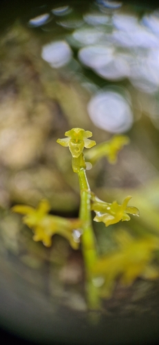 Kylicanthe