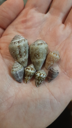 Conus ventricosus