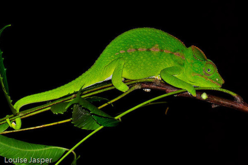 Belalanda Chameleon