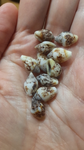 Columbella rustica
