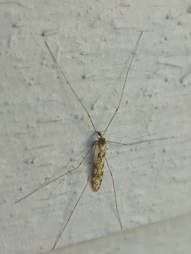Unknown species found near Waretown, NJ 08758, USA