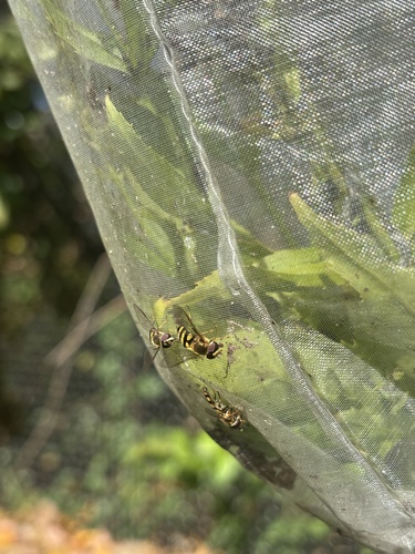 Unknown species found near Chicago Botanic Garden, Glencoe, IL, US