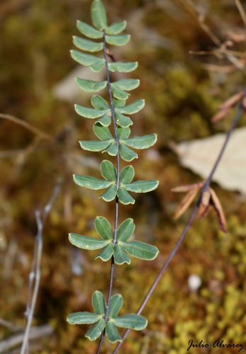 Pellaea ternifolia ssp. arizonica