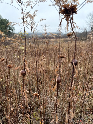 Unknown species found near Berkshire County, US-MA, US