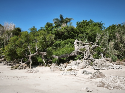 Cockspur coral tree