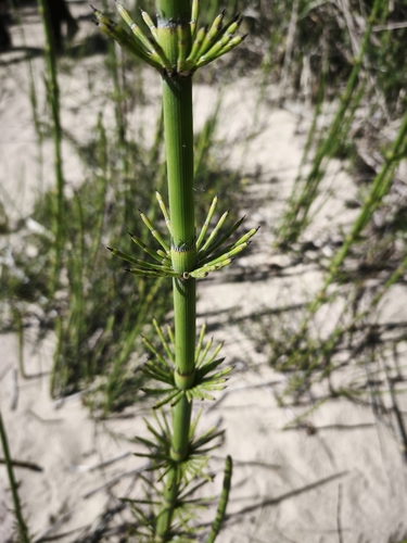 Southern Giant Horsetail