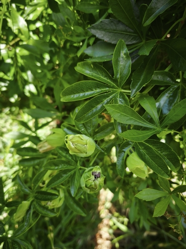 Bluecrown passionflower
