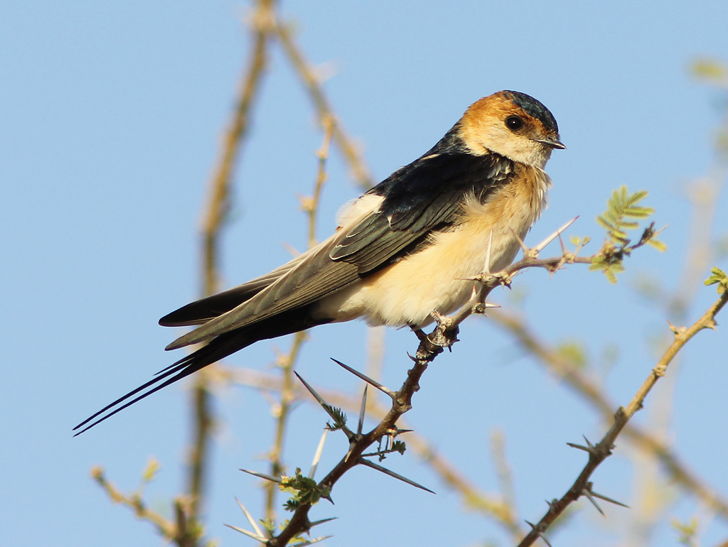 Swallow (Cecropis daurica) · iNaturalist