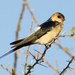 Red-rumped Swallow - Photo (c) David Beadle, all rights reserved, uploaded by David Beadle
