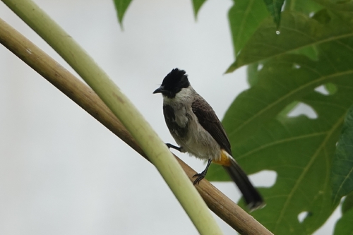 Sooty-headed Bulbul