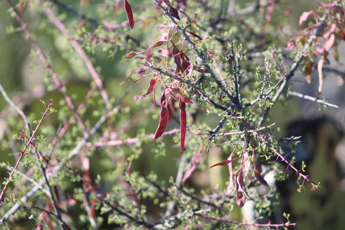 Mimosa turneri