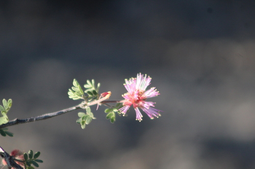 Mimosa emoryana