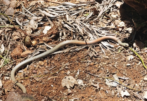 Yellow-faced Whipsnake sighting