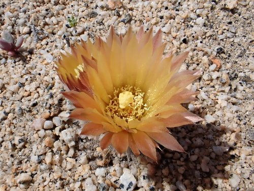 Eriosyce odieri ssp. krausii