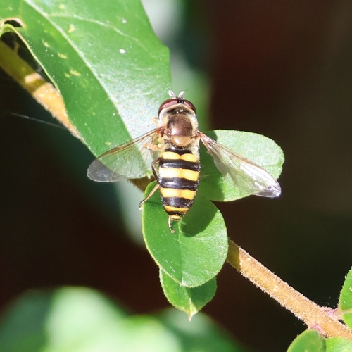 Unknown species found near Roswell, GA, USA