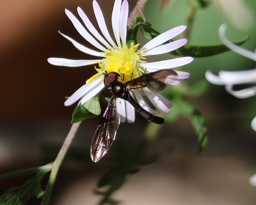 Unknown species found near Roswell, GA, USA
