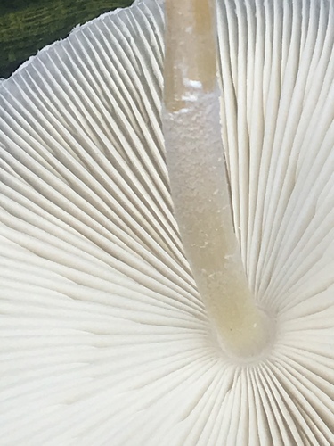 white chalk mushroom
