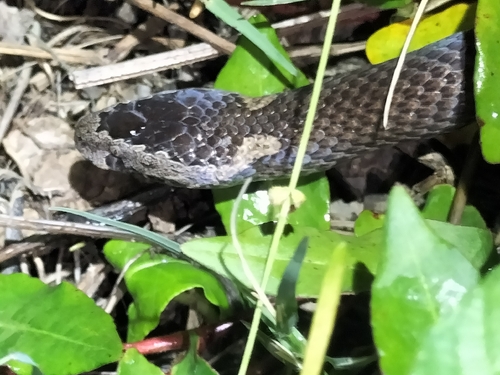 Golden-crowned Snake sighting