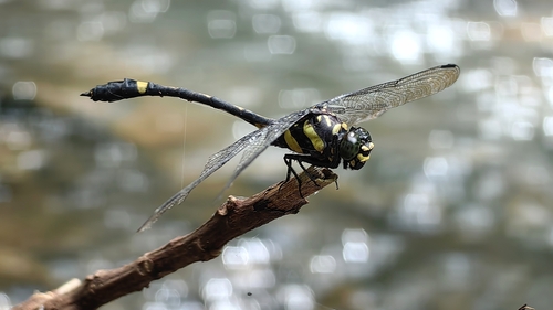 Gomphidictinus perakensis