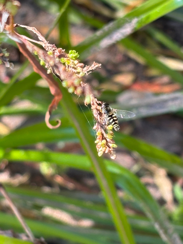 Unknown species found near Carmen, AZ, US