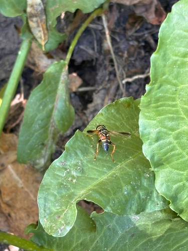 Unknown species found near Carmen, AZ, US