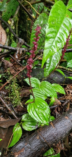 Malaxis weberbaueriana (Malaxis weberbaueriana)