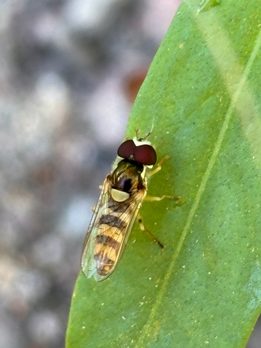 Unknown species found near Carmen, AZ, US