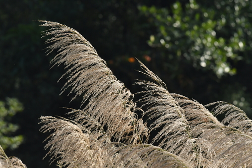 Neyraudia reynaudiana (Kunth) Keng ex Hitchc.