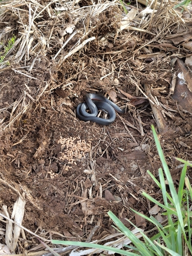 Eastern Small-eyed Snake sighting