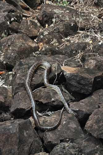 Coastal Carpet Python sighting