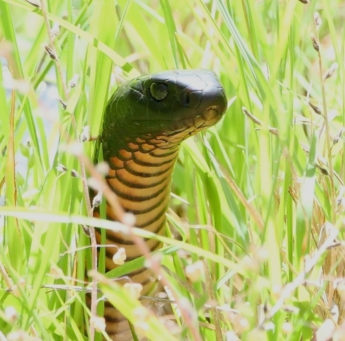 Red-bellied Black Snake sighting
