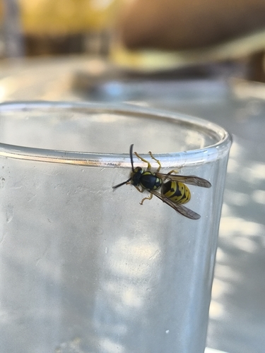 German Yellowjacket