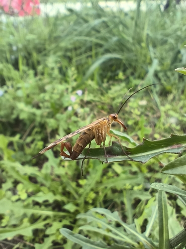 Panorpa rufostigma